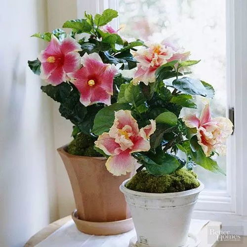 折射光就能活 19種室內種植花卉推薦