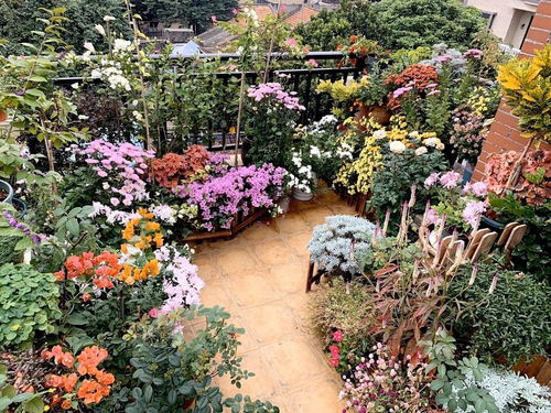 她把陽臺變成小花園 只養一種植物，365天的蛻變