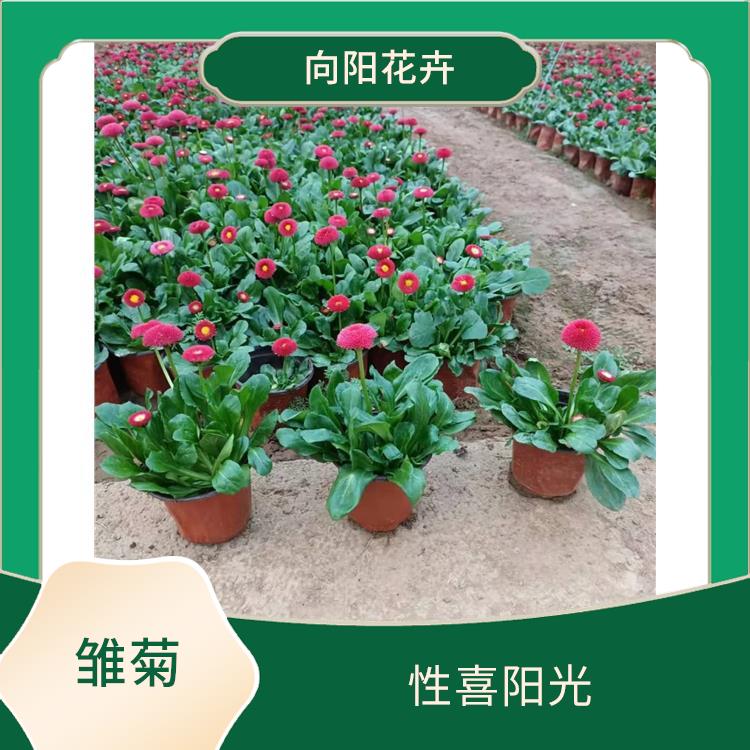 惠州矮牽牛苗基地 垂吊矮牽牛種子，基地直供，歡迎來電咨詢